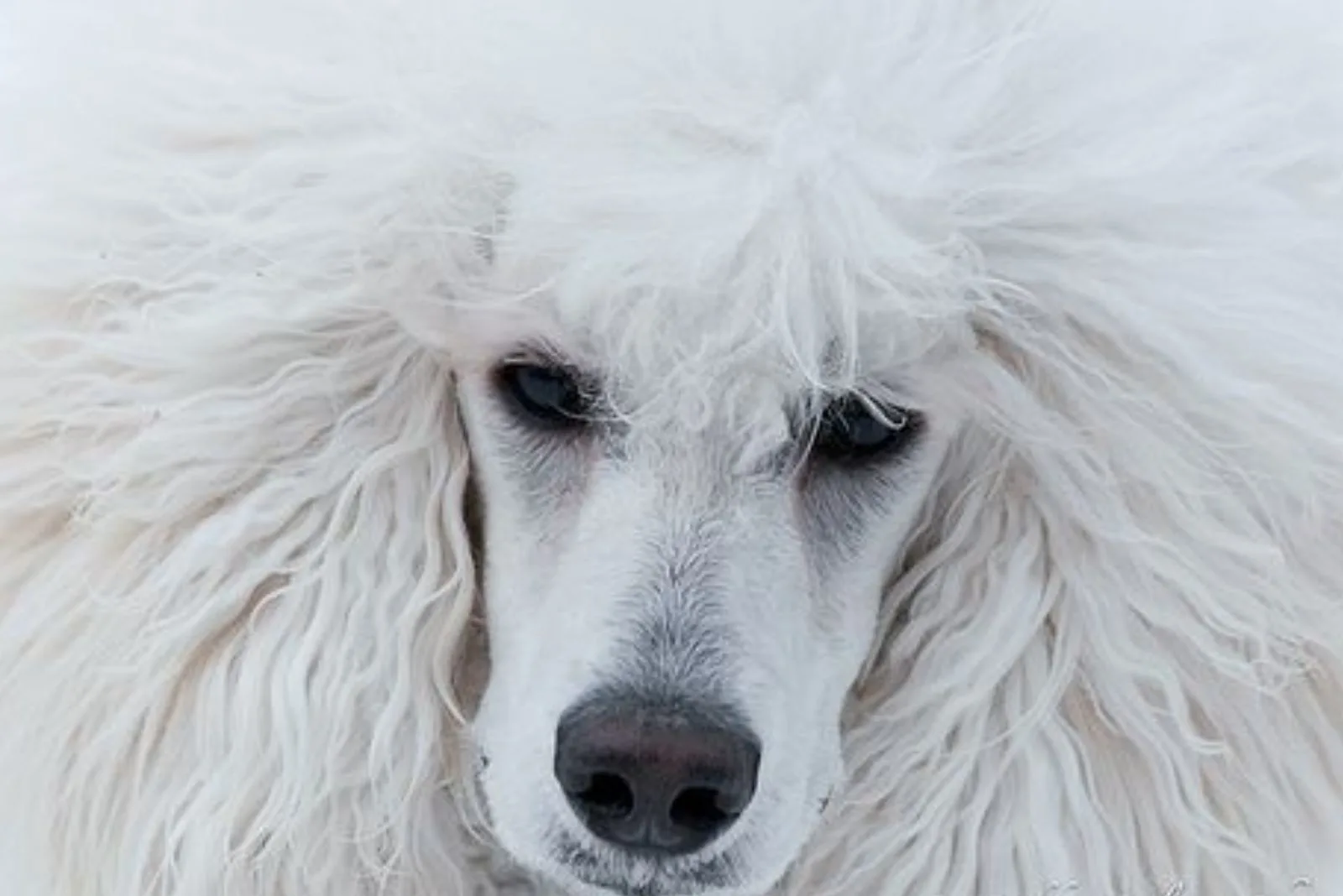 white poodle dog