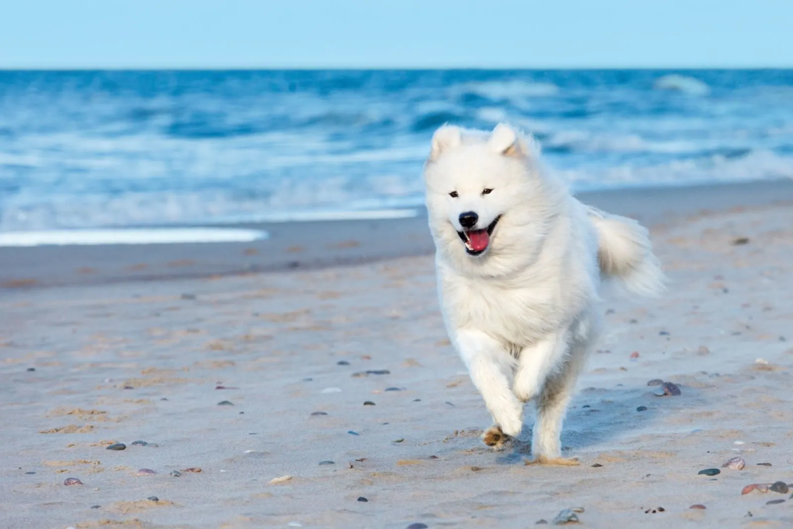 white samoyed dog running on the beach