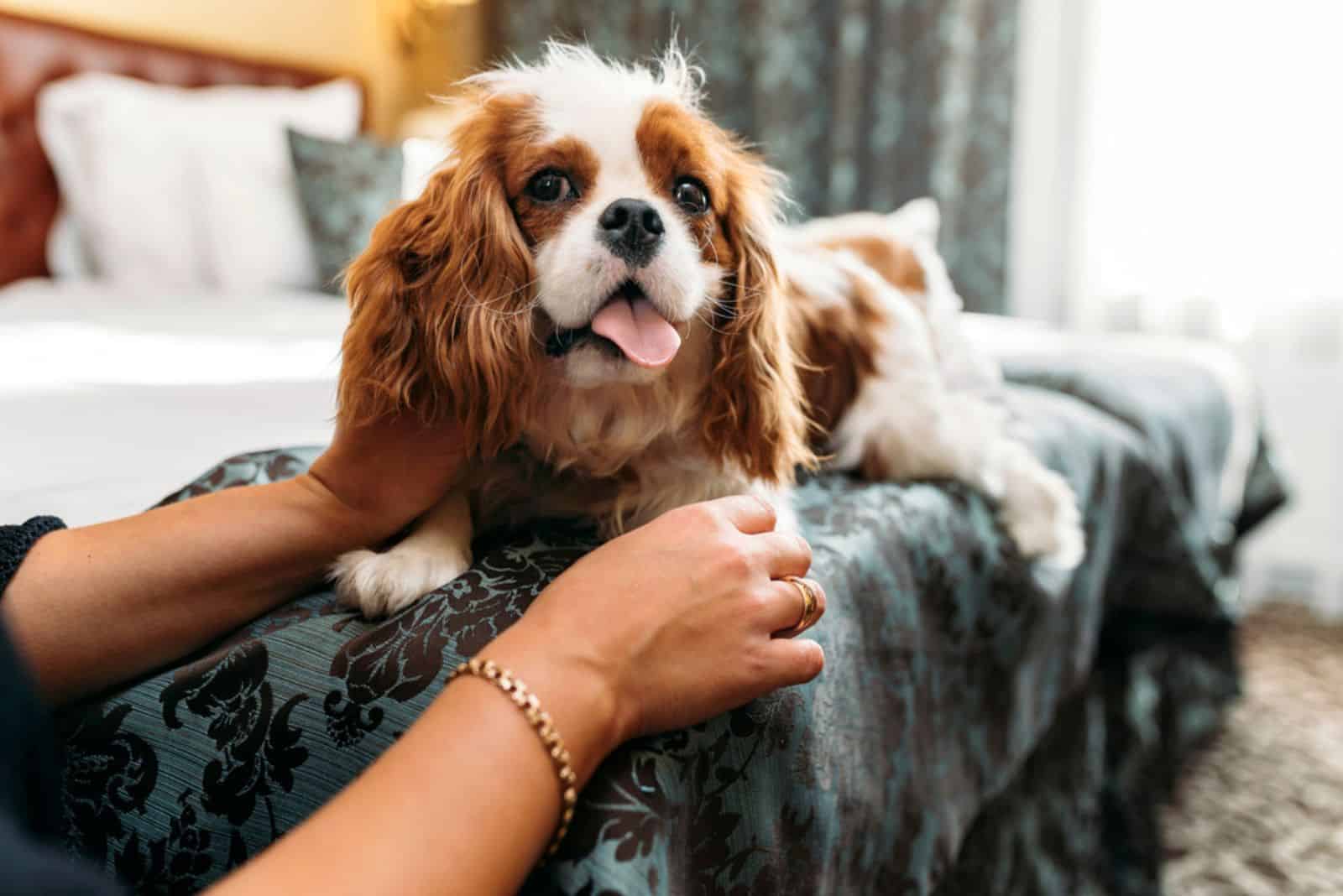 woman cuddling cavalier king charles spaniel dog lying on the bed