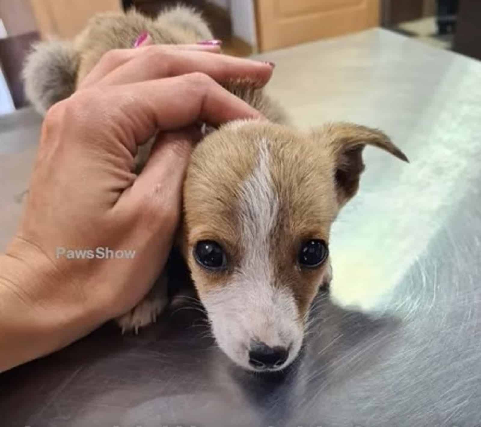 woman cuddling puppy lying on the table at vet
