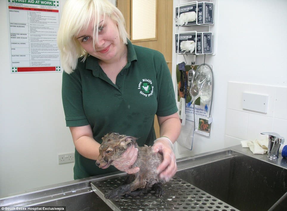 woman washing dirty dog