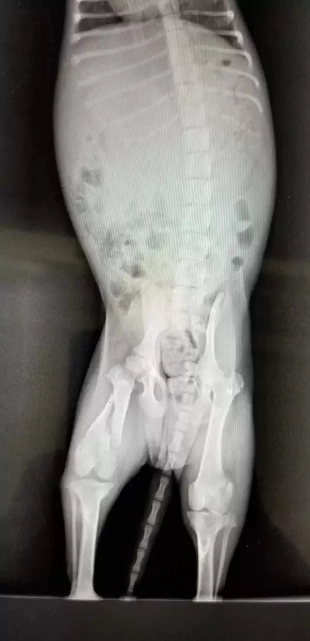 x-ray showing puppy's broken leg