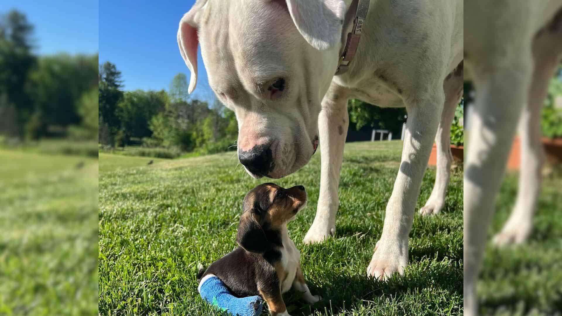 big dog licks little puppy