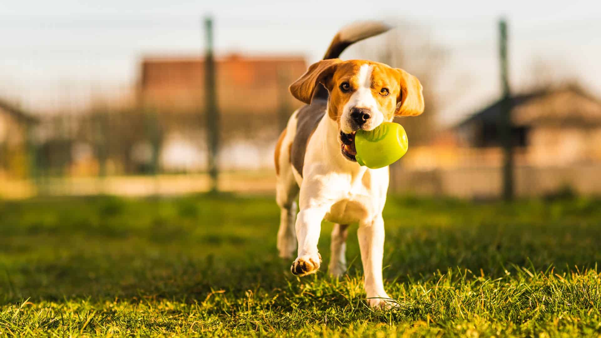 dog walking on grass with a ball in his mouth