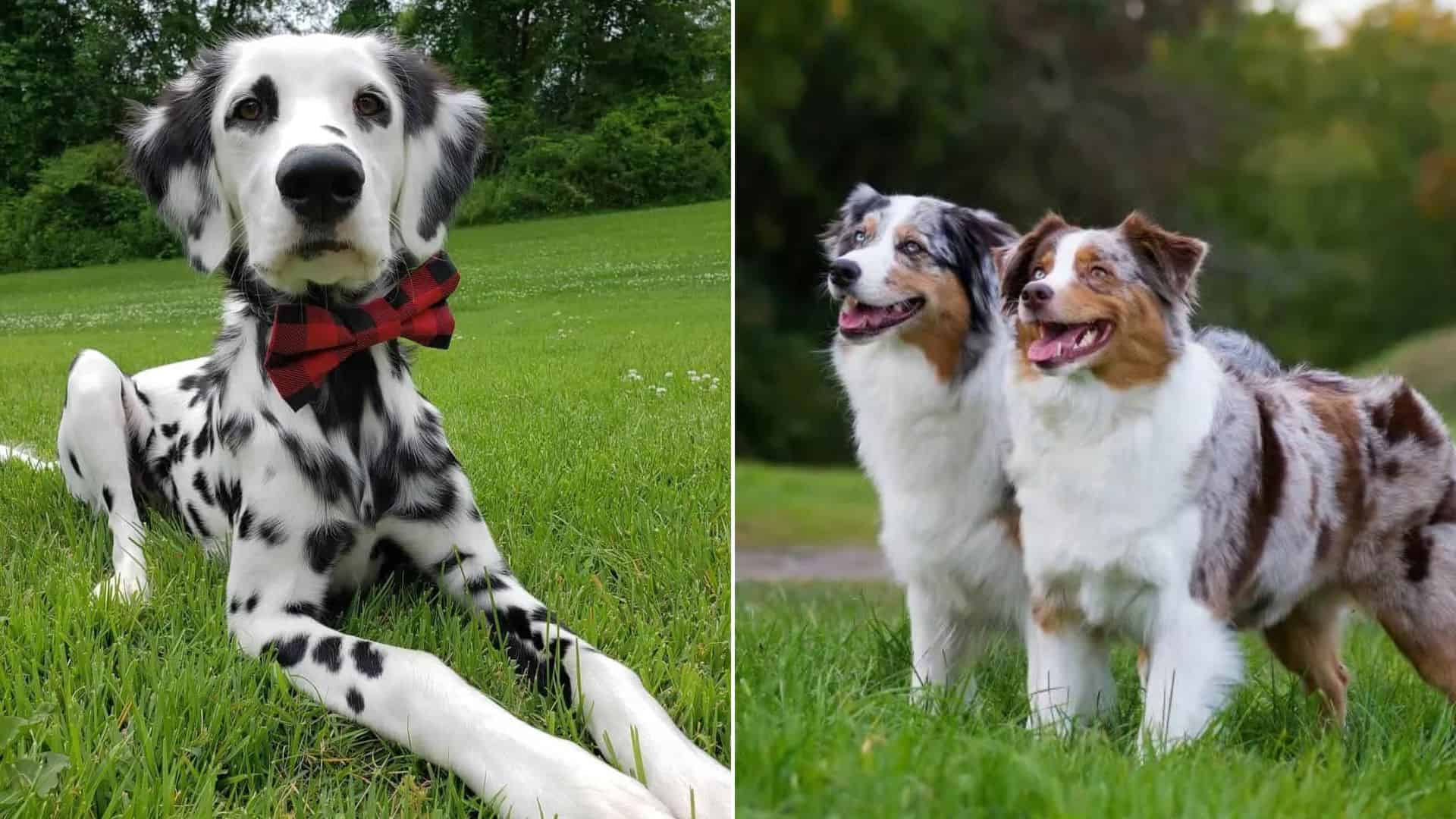 Beautiful dogs on grass