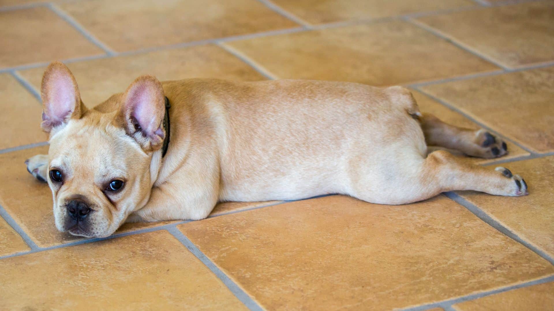 the dog is lying sad on the tiles