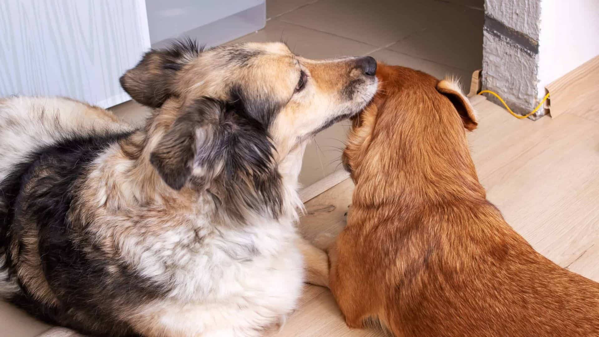 german shepherd licking other dog ear