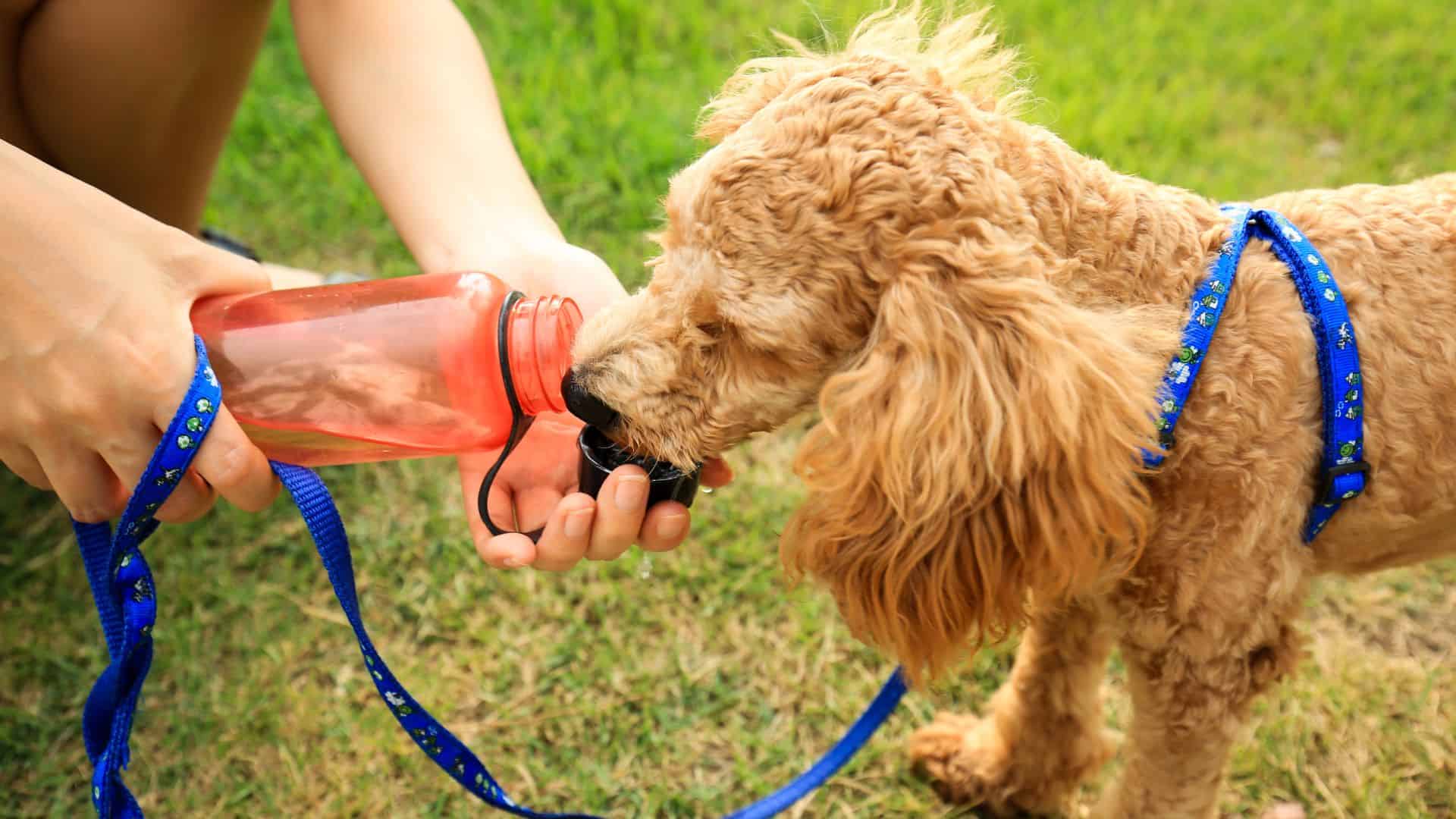 5 Safe And Tasty Water Alternatives For Dogs 