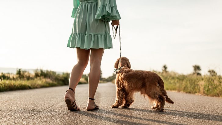 5 Tips to Beat The Heat And Have A Breezy Dog Walk