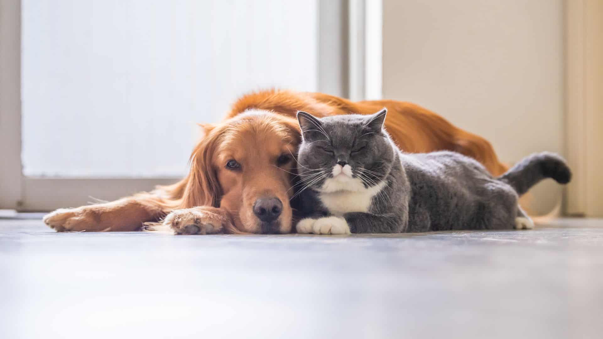 dog and cat laying on the floor