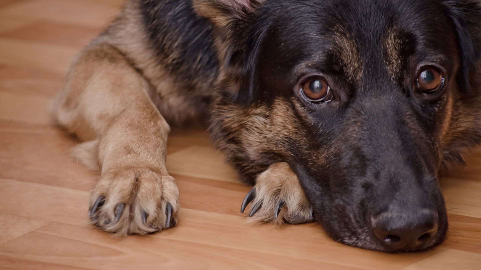 german shepherd lying on the floor