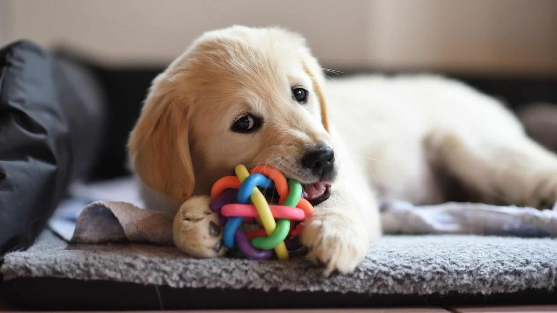 the dog is nibbling his ball