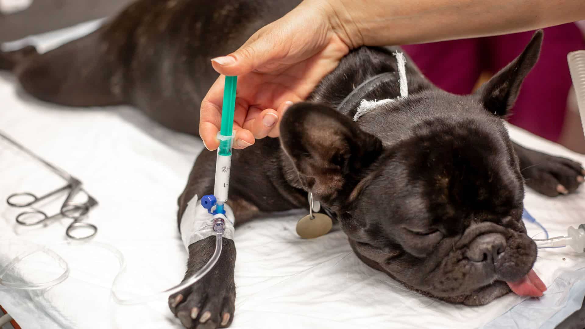 dog getting anesthesia