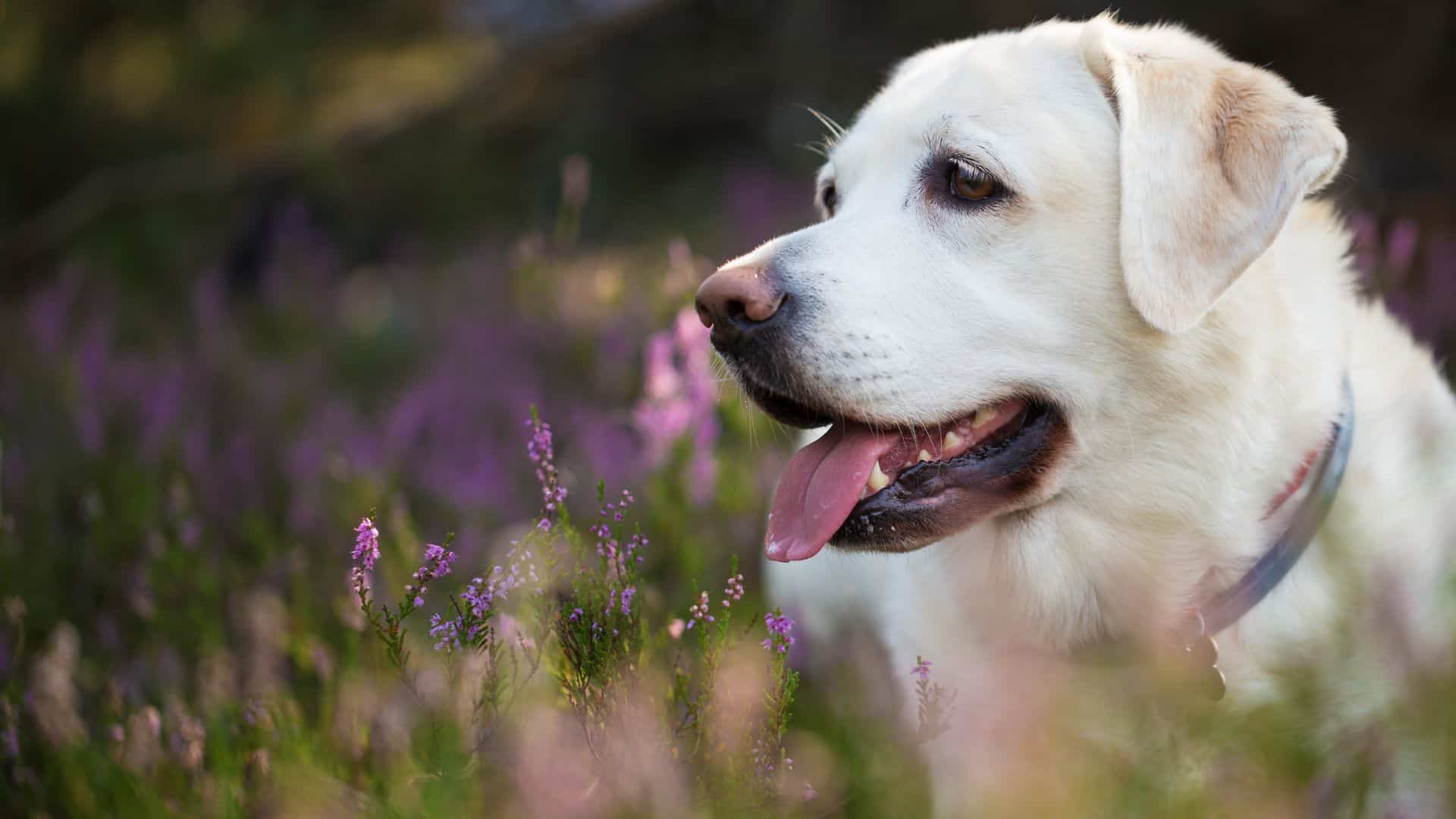 7 Dog Breeds With Sensitive Souls That Are Angels On Earth