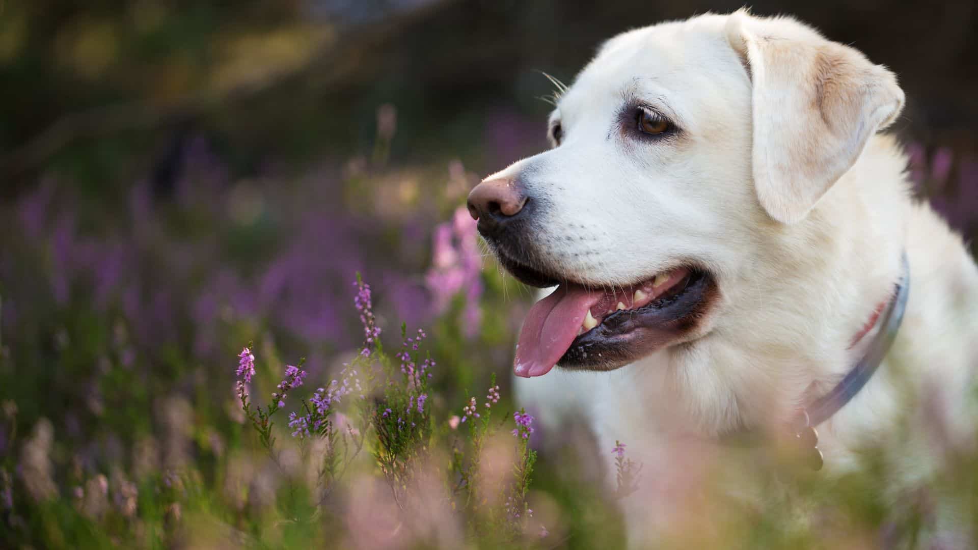 labrador retriever in a meadow of flowers