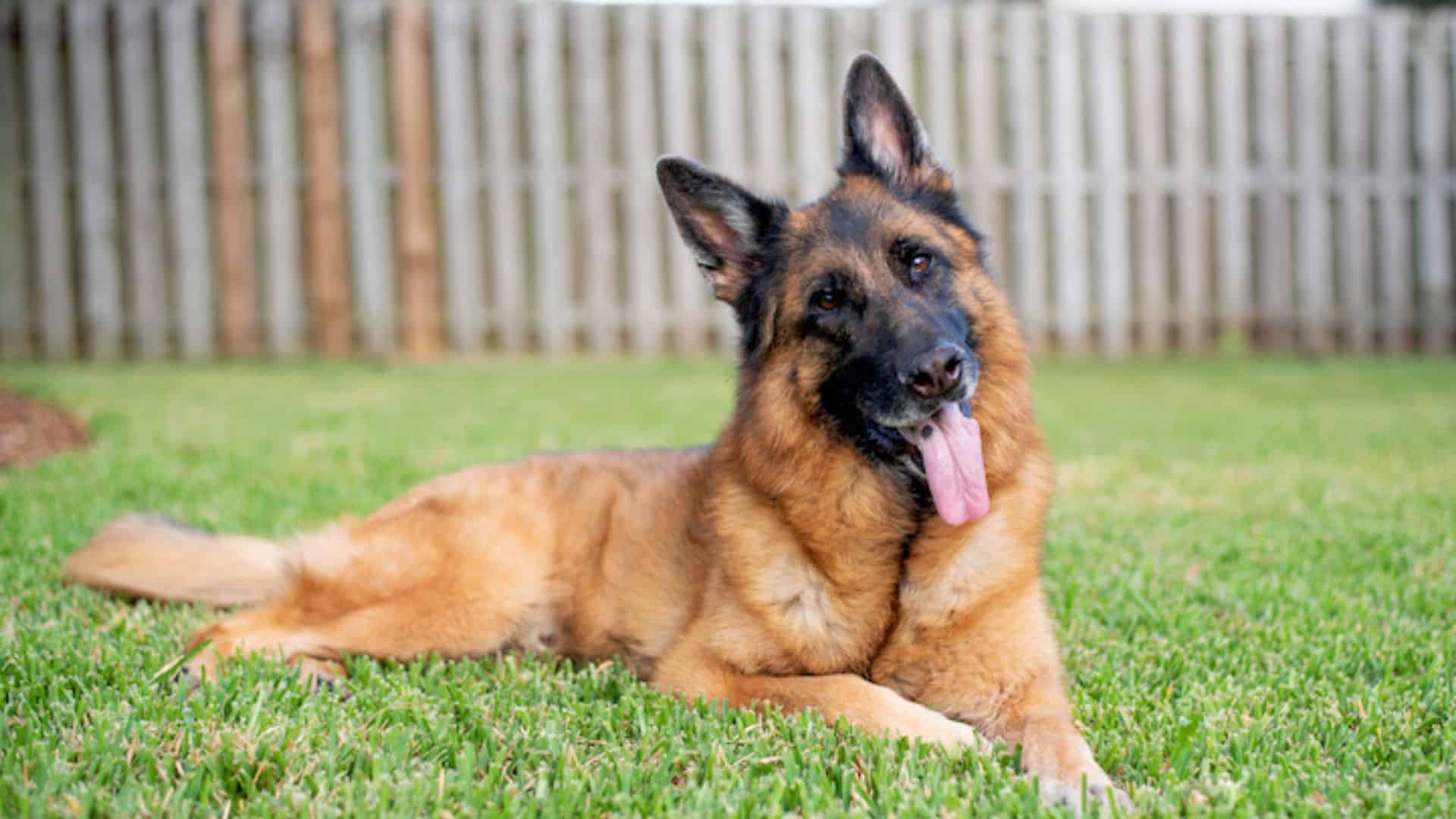 German Shepherd lying on grass