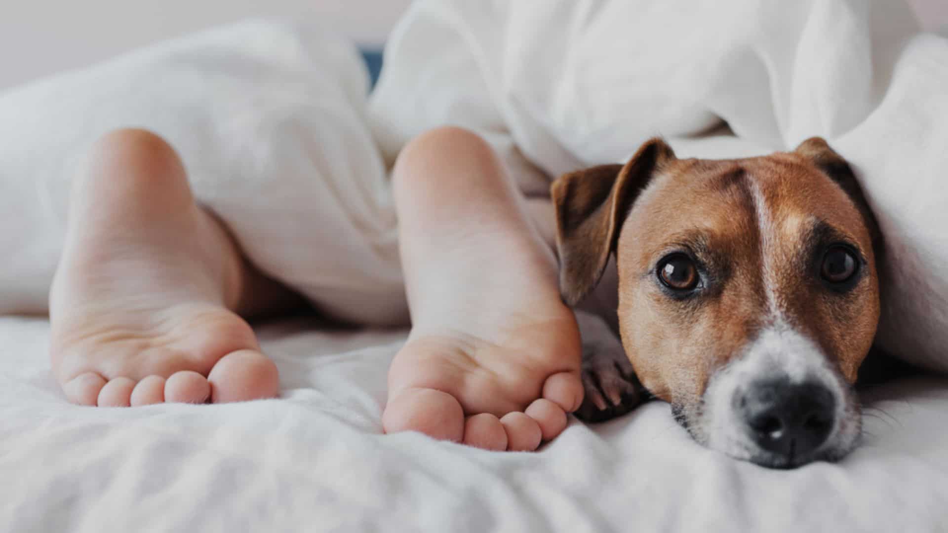 dog sleeping next to owners feet