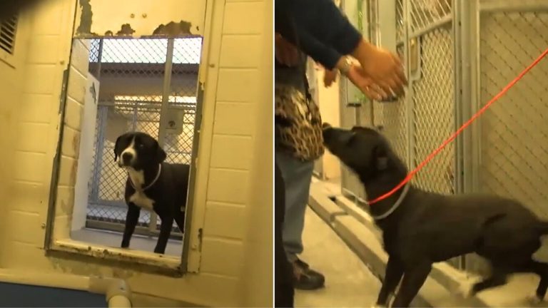 pitbull being adopted from a shelter