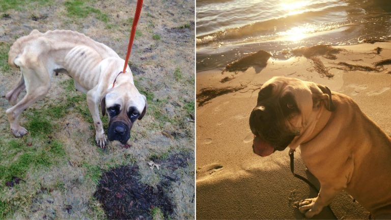 a dog learns to trust again
