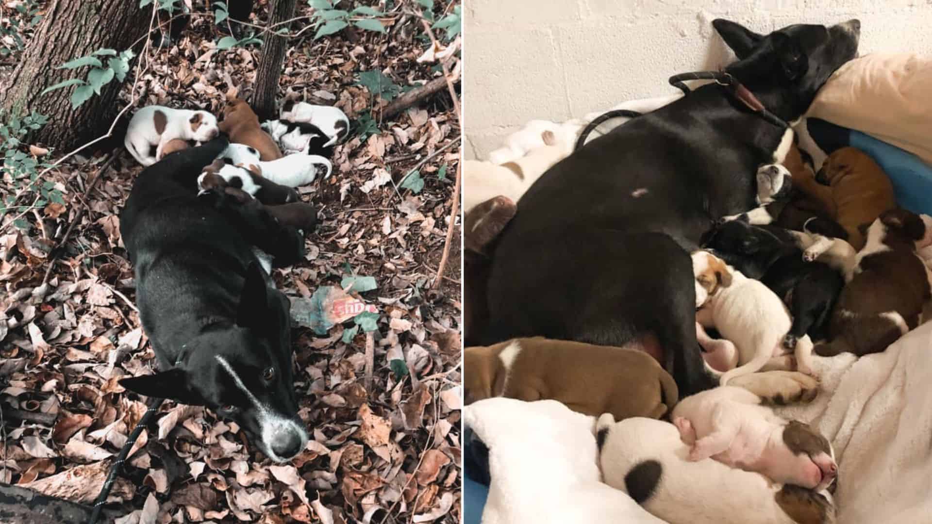 photo of dog mom and her puppies