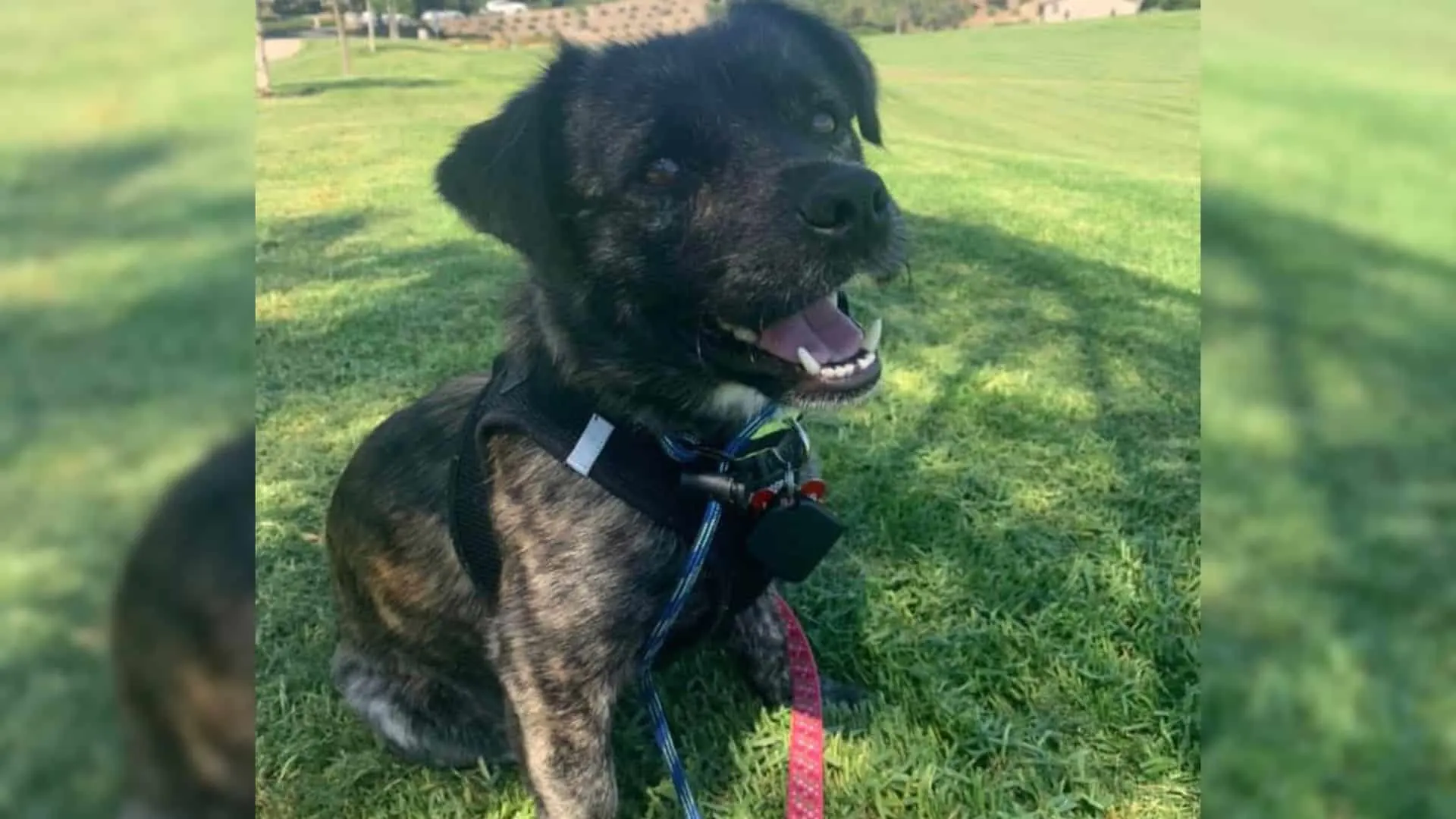 El perro errante encontrado a 45 millas de su hogar adoptivo finalmente está a salvo