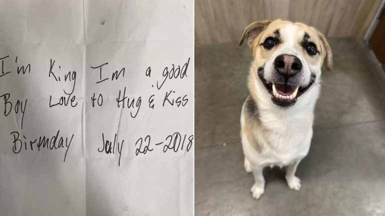 dog left with a message