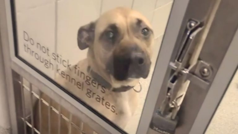 dog in the shelter
