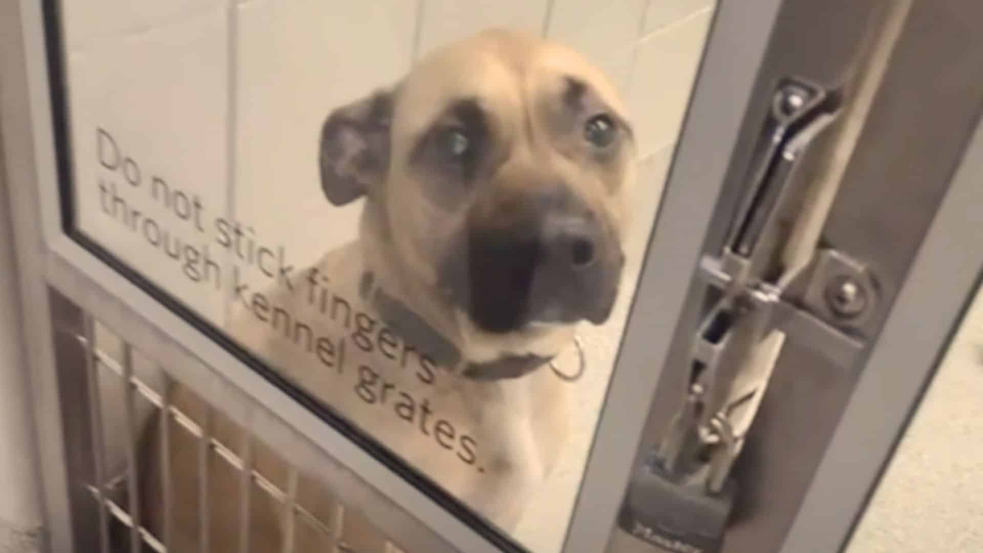 dog in the shelter