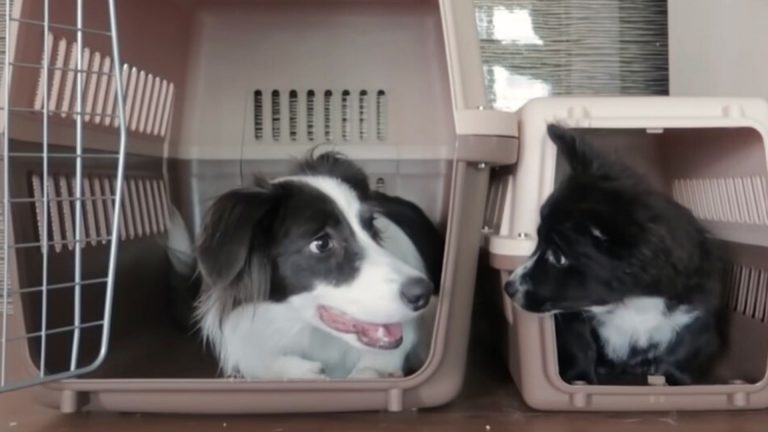 dog with puppy