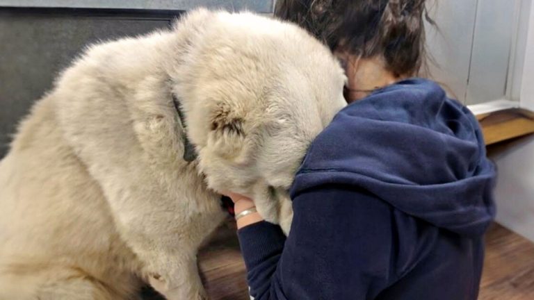dog leaning his head on a woman