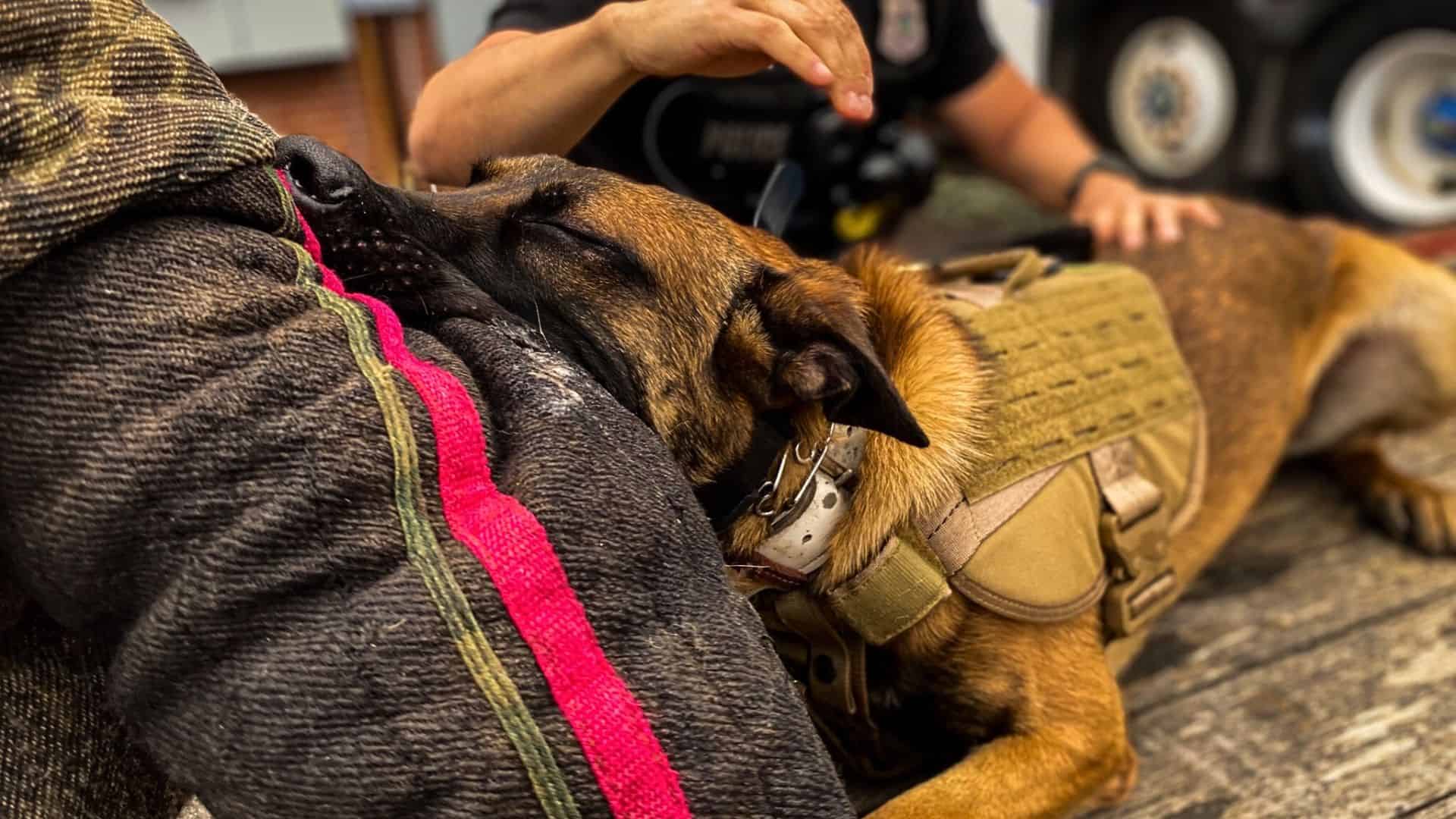 police dog having fun at ceremony