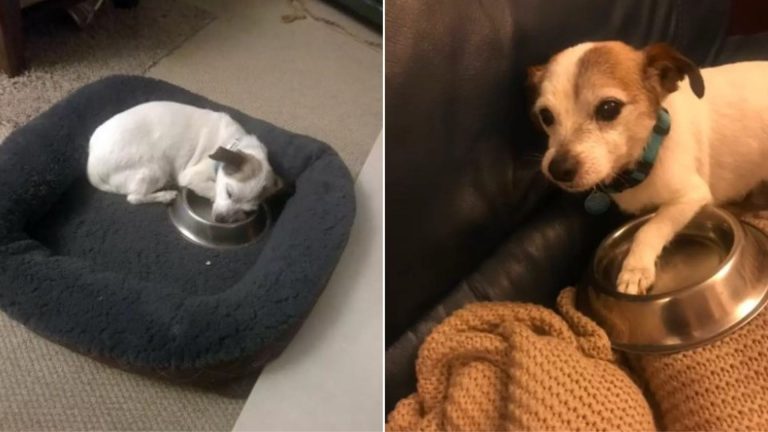 rescue puppy hugs his bowl