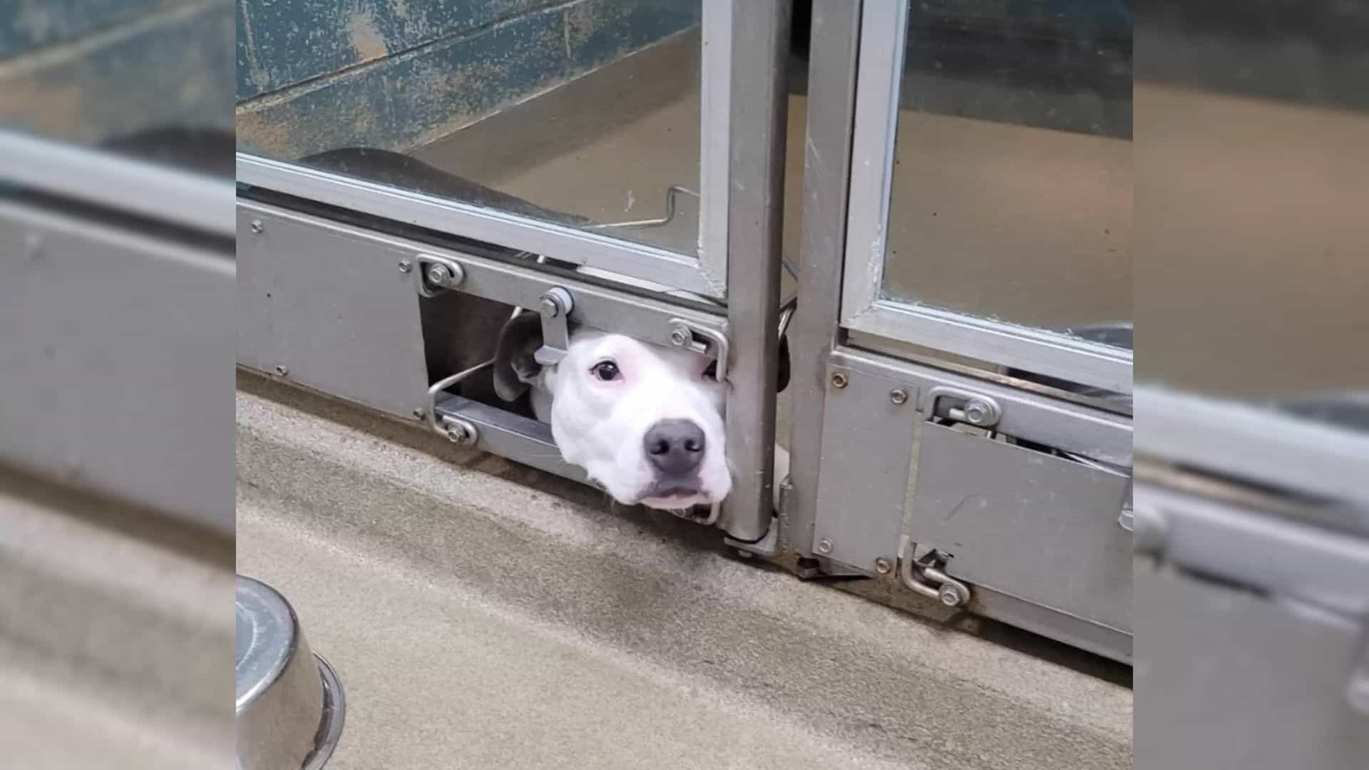 This Lonely Dog Was Sad Because She Had To Watch All Her Friends Get Adopted