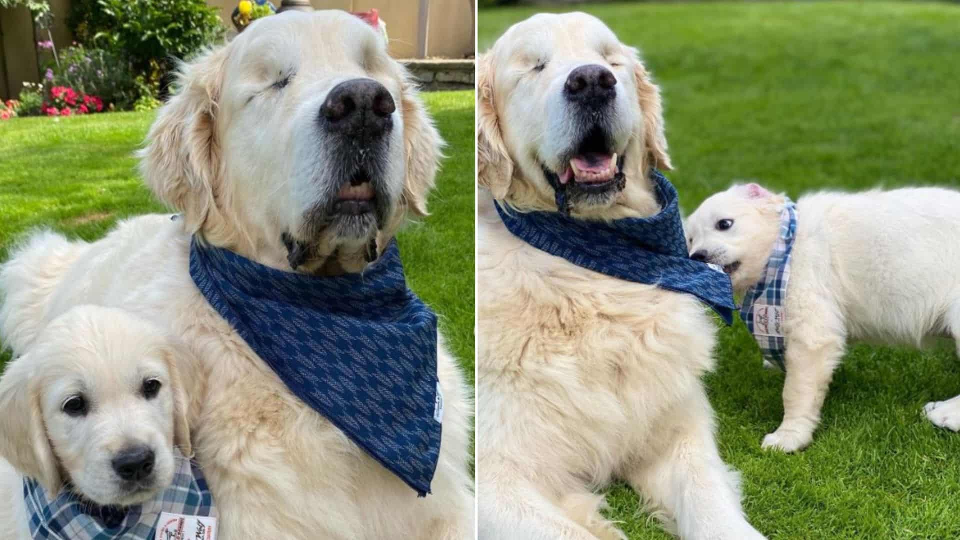 an older dog gets a younger one to help him