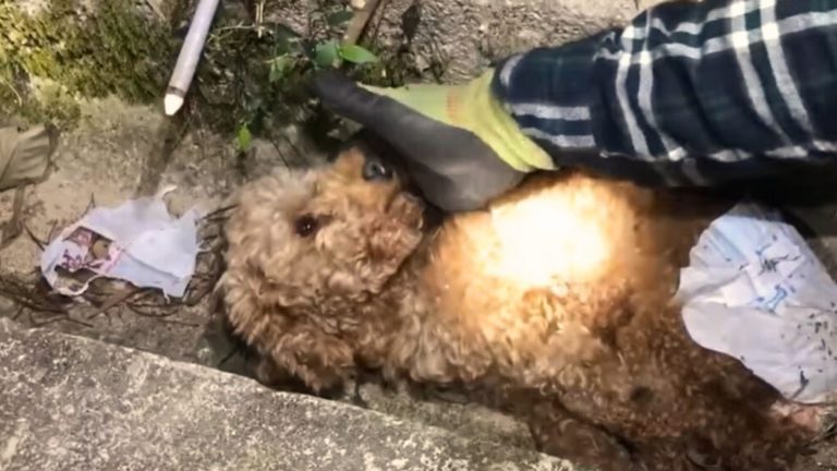 puppy in the ditch