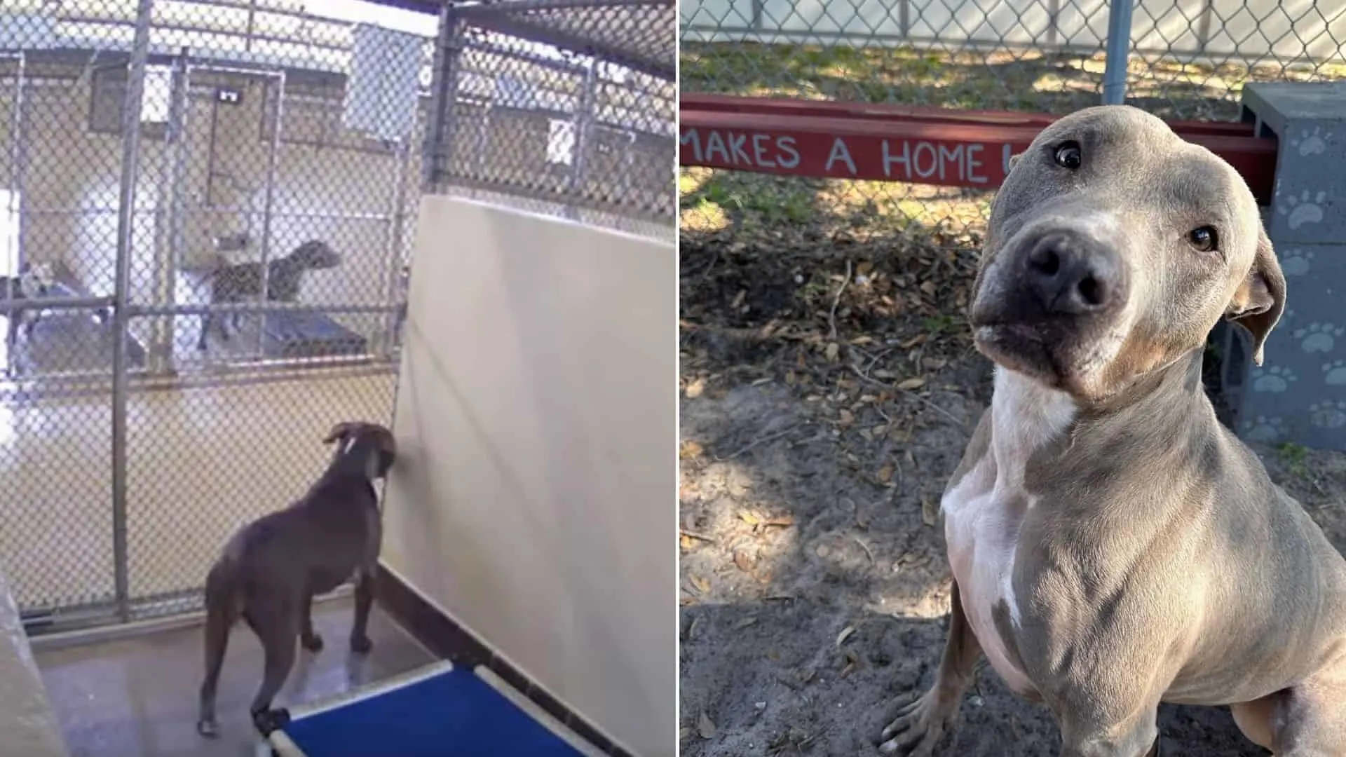 Un perro de refugio cancelado se gana los corazones de millones