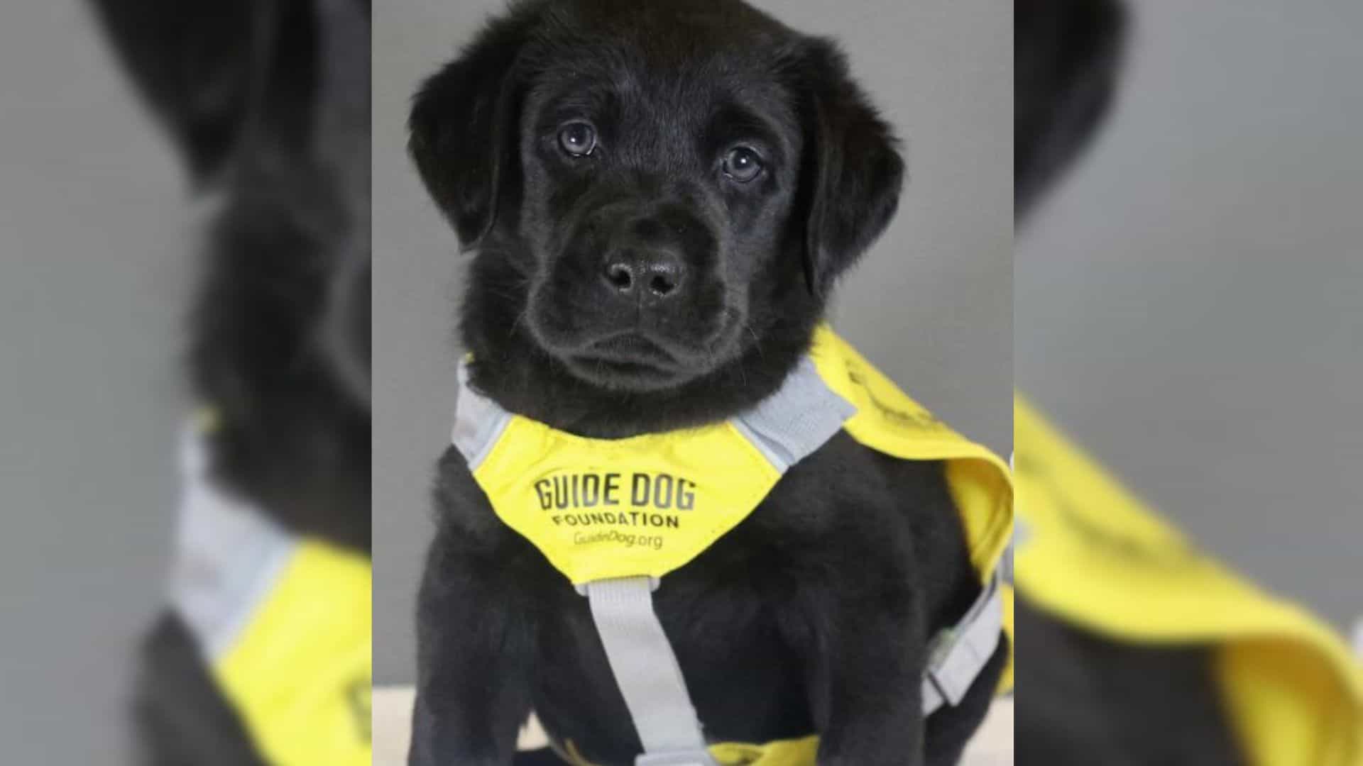 A little guide dog in training