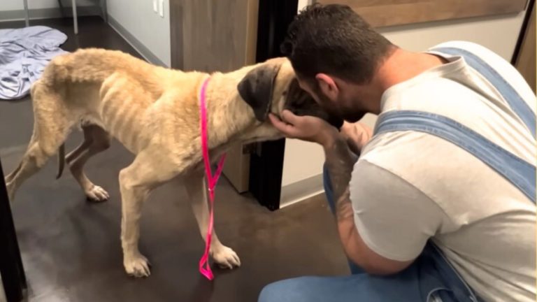 A neglected and hungry dog gets a new owner
