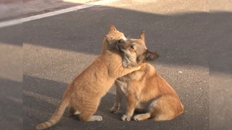 cat hugging a dog on the street