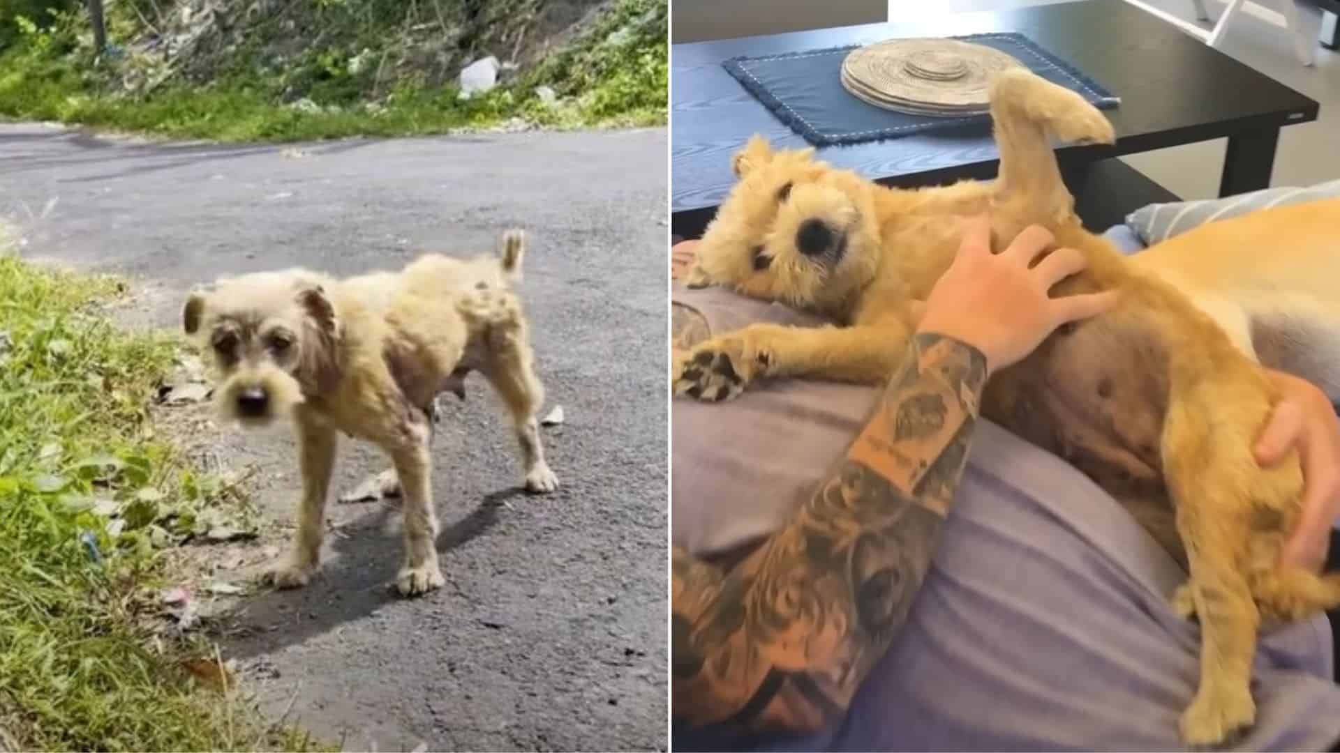 terrified and injured dog rescued