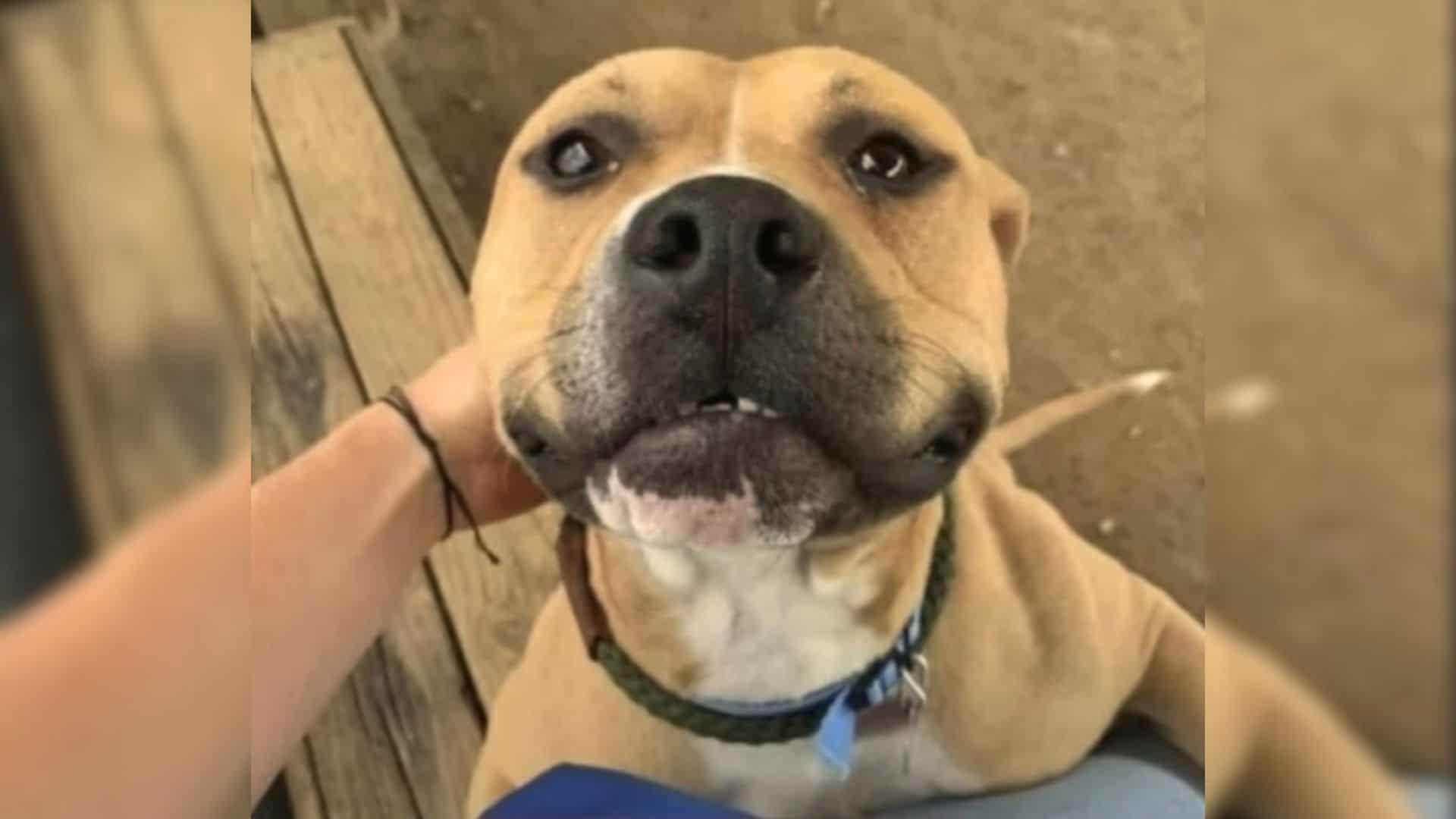 owner petting the dog