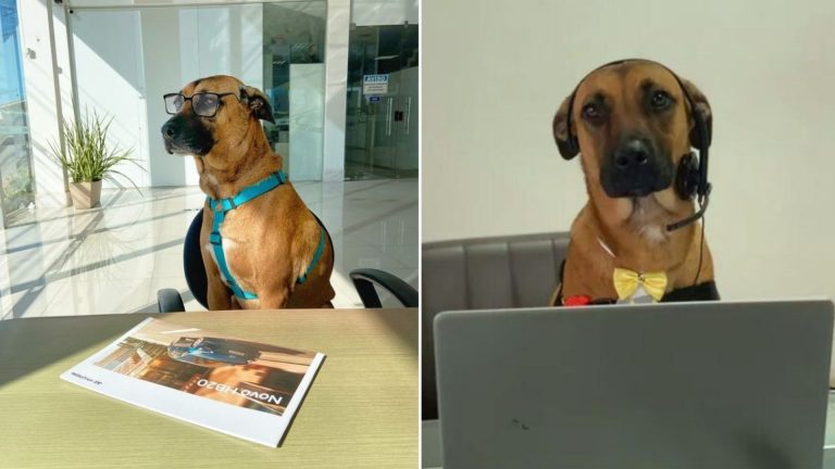 abandoned dog at work