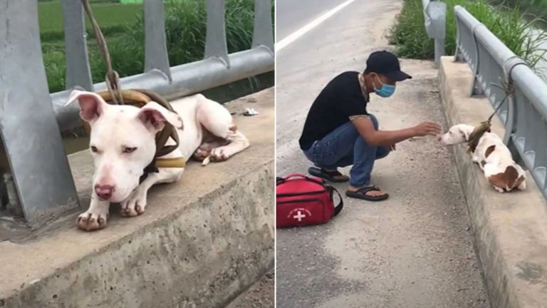 dog found tied to a bridge railing