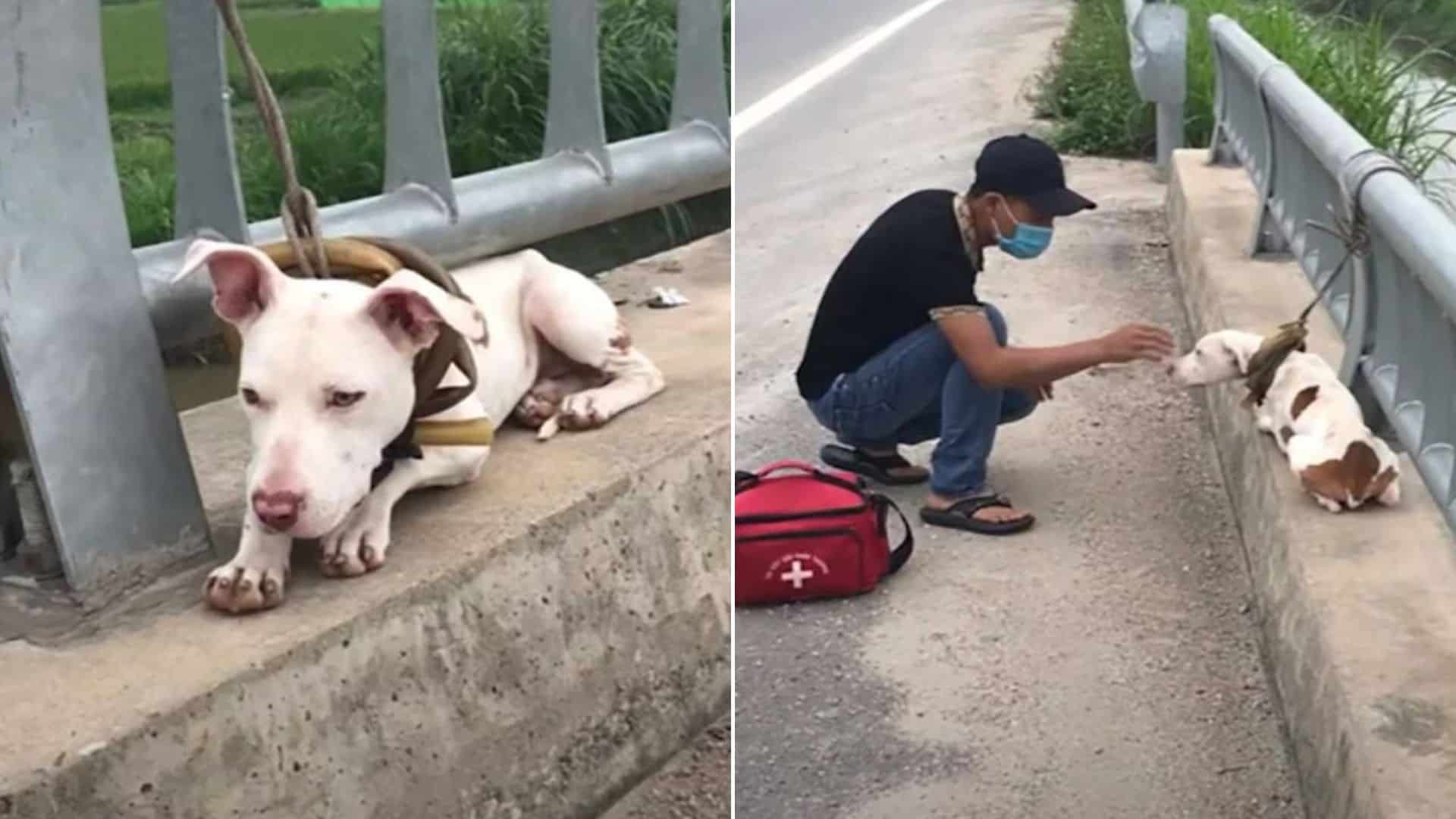 dog found tied to a bridge railing