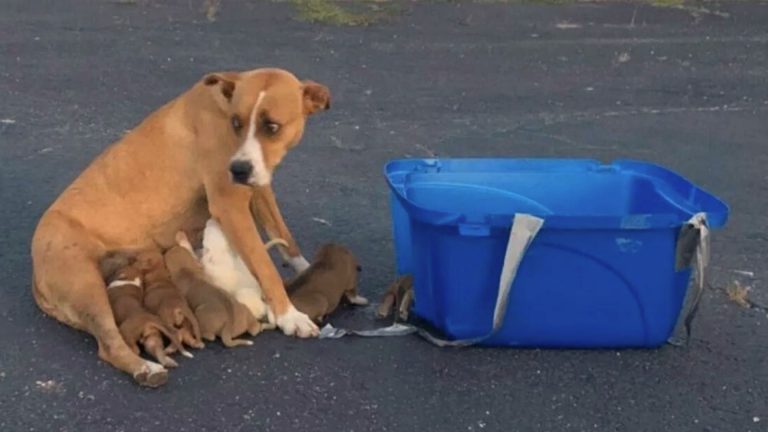 Dog and nine puppies