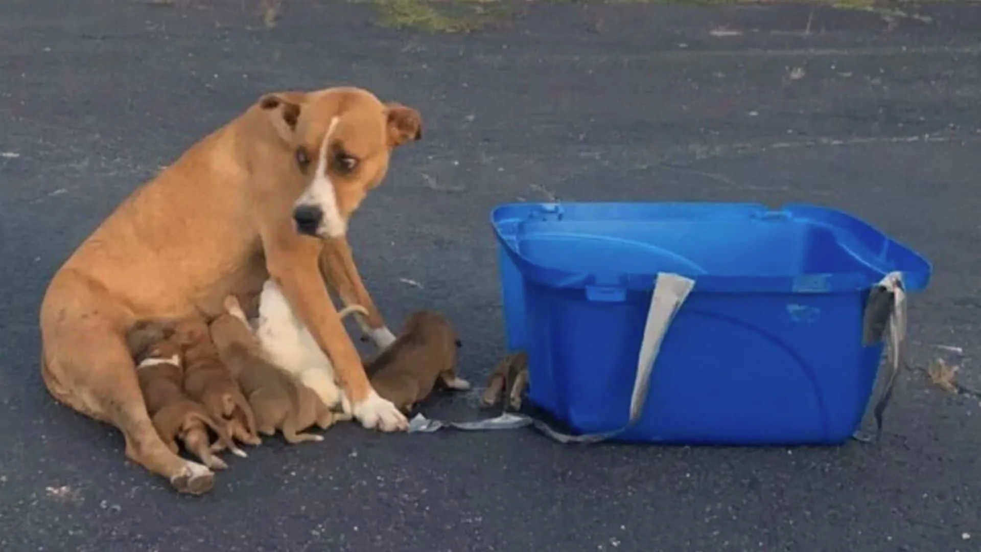 Mamá perrita abandonada y sus nueve cachorros esperan valientemente a sus rescatadores
