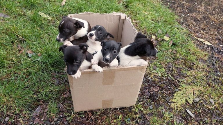 abandoned puppies