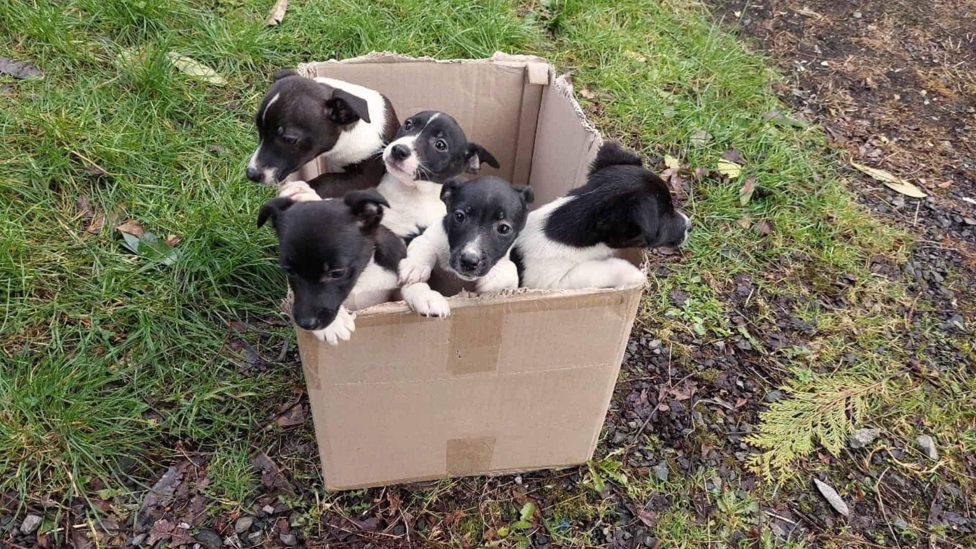 Five Sweet Pups Were Abandoned Next To A Busy Road Desperately Needed Help
