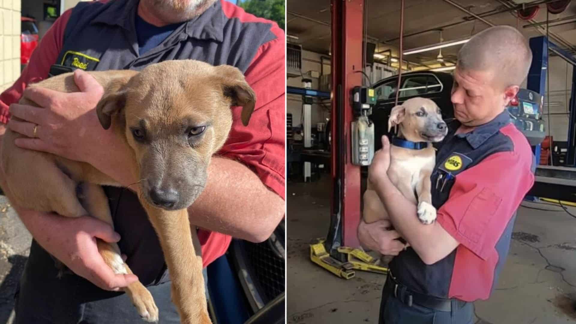man rescues abandoned puppy