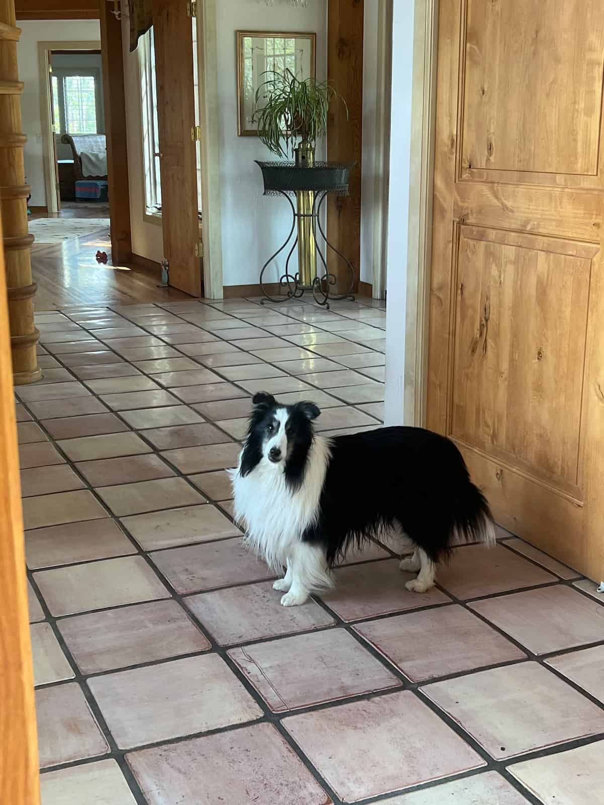 Adopted dog standing in hallway